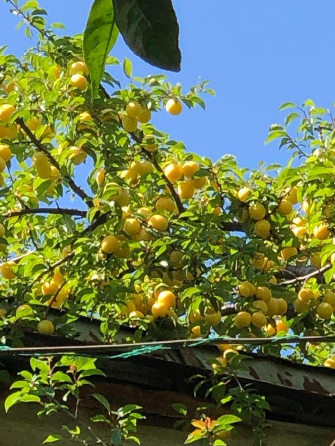 Hostel Eco Chakvi Εξωτερικό φωτογραφία